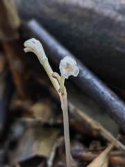 Didymoplexis micradenia