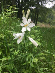 Paradisea liliastrum