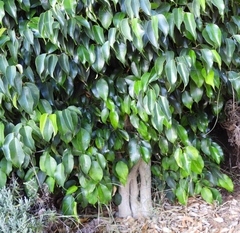 Ficus benjamina