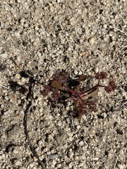 Chorizanthe fimbriata