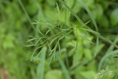 Perideridia americana