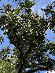 Guarea kunthiana