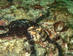 Chalaroderma ocellata