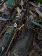 Didymoplexis pallens