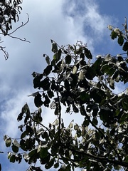 Guarea kunthiana