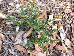 Micrantheum demissum