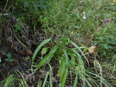 Chlorophytum glaucoides