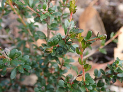 Micrantheum demissum