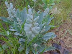 Lupinus villosus