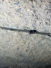 Peirates lepturoides