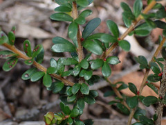 Micrantheum demissum