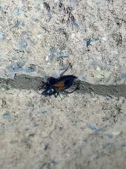 Peirates lepturoides