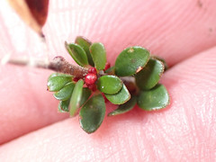 Micrantheum demissum