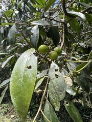 Daphnopsis caracasana