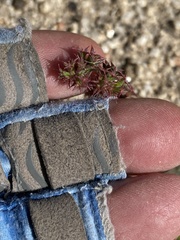 Chorizanthe fimbriata