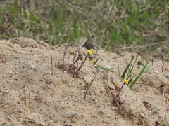 Tussilago farfara