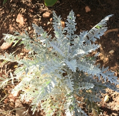 Asteraceae