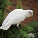 Little Corella - Photo (c) george_seagull, some rights reserved (CC BY-NC)