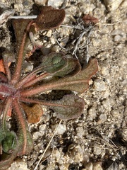 Chorizanthe fimbriata