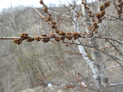 Hippophae rhamnoides