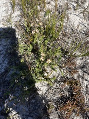 Jamesbrittenia albomarginata