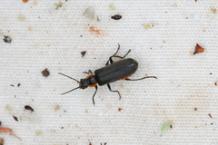 Cantharis pulicaria