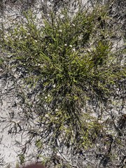 Jamesbrittenia albomarginata