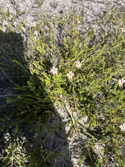 Jamesbrittenia albomarginata