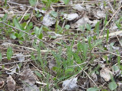 Achillea millefolium