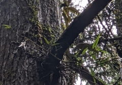 Dendrobium moniliforme