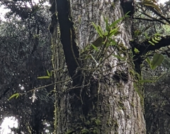 Dendrobium moniliforme