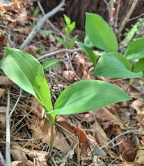 Convallaria keiskei