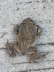 Rhinella horribilis
