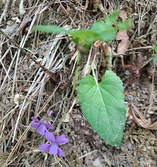 Viola japonica