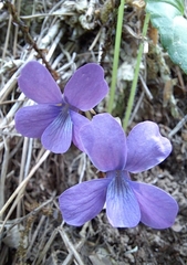 Viola japonica