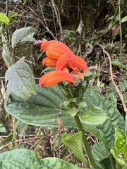 Centropogon vaughianus