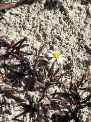 Poecilolepis maritima