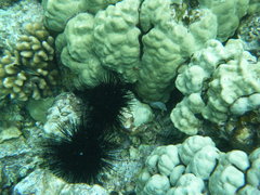 Canthigaster jactator