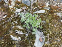 Artemisia absinthium
