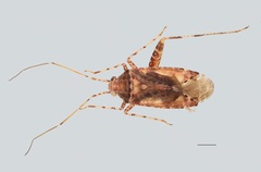 Phytocoris scitulus