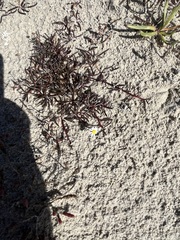 Poecilolepis maritima