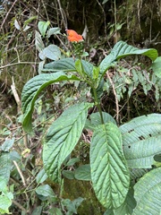 Centropogon vaughianus