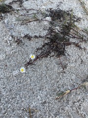 Poecilolepis maritima
