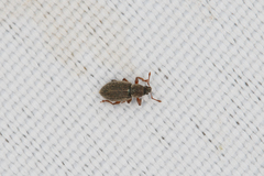 Polydrusus marginatus