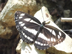 Neptis sappho intermedia