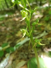 Platanthera hookeri