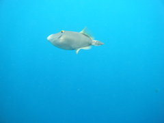 Cantherhines dumerilii