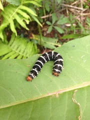Xanthopastis regnatrix