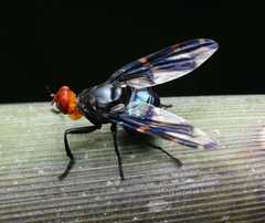 Loxoneura