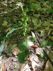 Platanthera hookeri